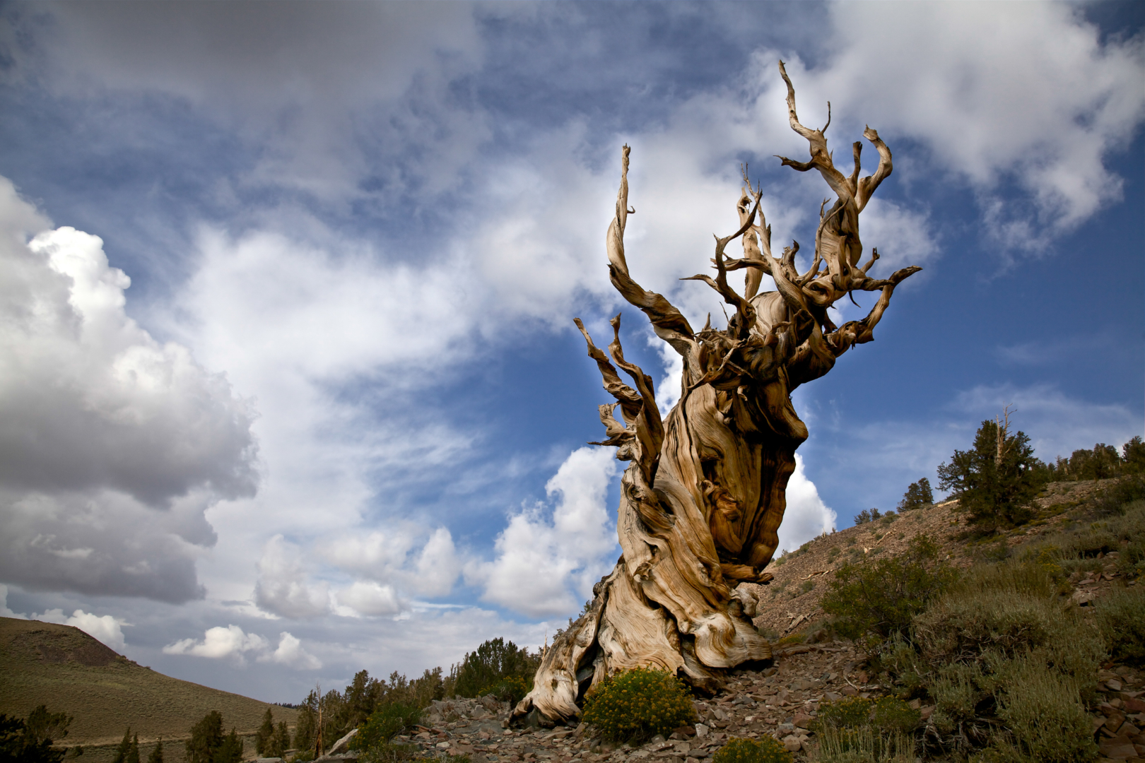 California's Natural Wonders - Camp California