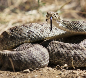 Rattlesnake Safety