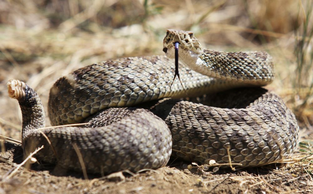 Rattlesnake Safety