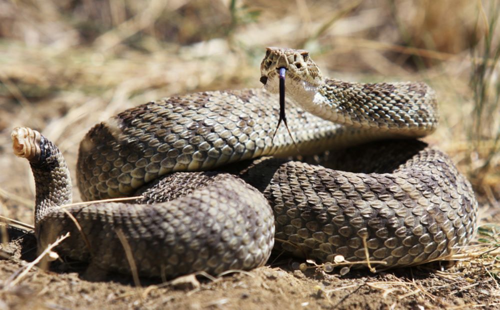 Rattlesnake Safety - Camp California