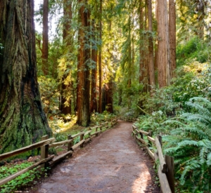 Muir Woods