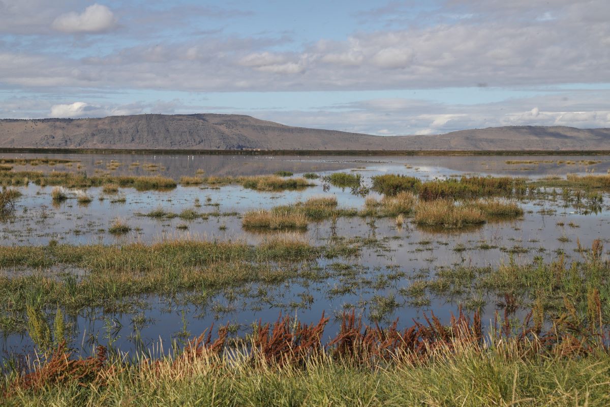 Tulare Lake, California: A Resilient Ecosystem Lost to History