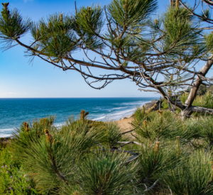 Torrey Pines State Natural Reserve