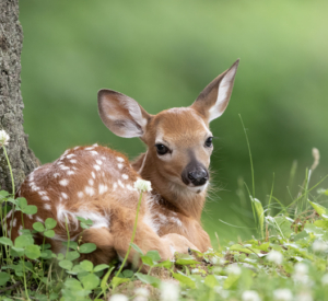 Leave Fawns Alone