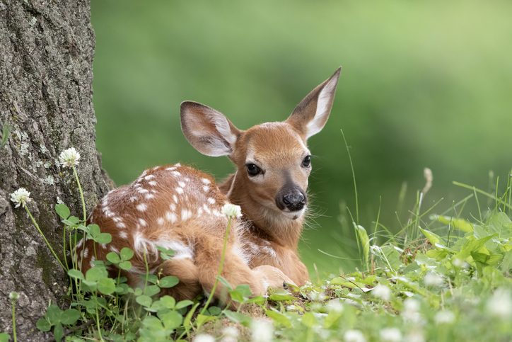Leave Fawns Alone