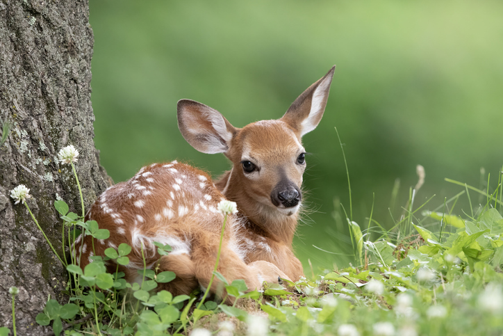 Leave Fawns Alone