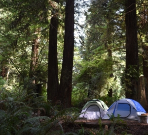 Trinidad Redwoods